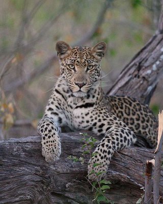 2399 Beautiful leopard