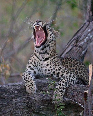 2442 Leopard yawning. Botswana mobile safari