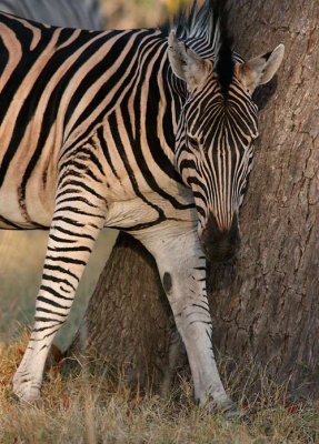 2475 - Zebra scratching a little itch