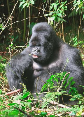 Silverback gorilla eating the bamboo