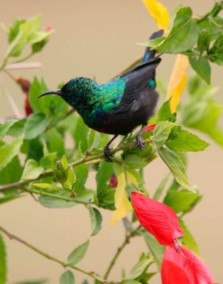 Sunbird taken from the deck at Sosian