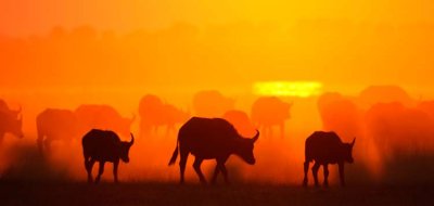 A crop of the buffalos in the sunrise