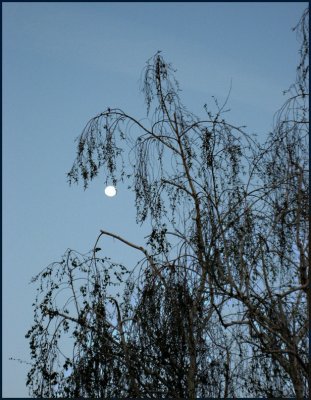 dangling by a branch...