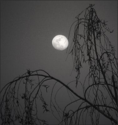 playing toss with the moon