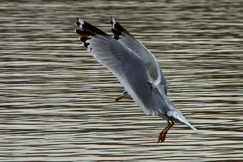 Fourth Place<br>Trans-ition from flying to floating