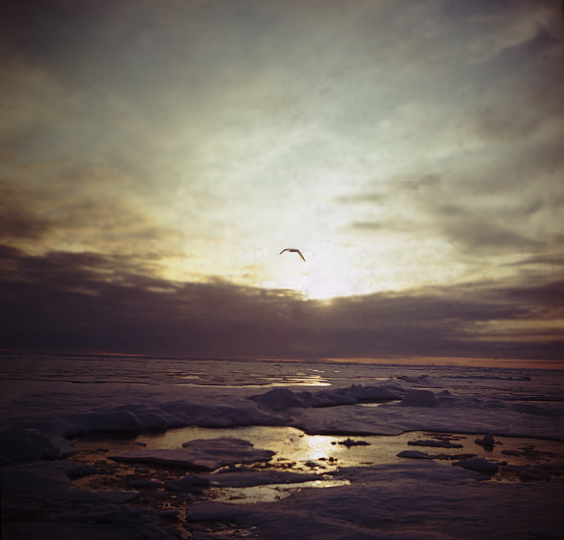 Wings over the Arctic