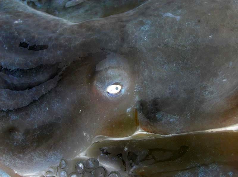 4th place(tie)<br>Sea Beast  *  by Doris Baillet