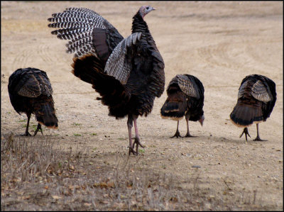turkey ballet