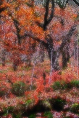 'Autumn Dream' by Big Ga