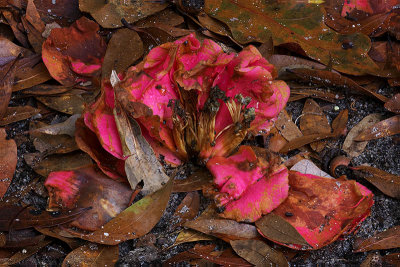 Too Much Rain for the Camellias by Warren Sarle
