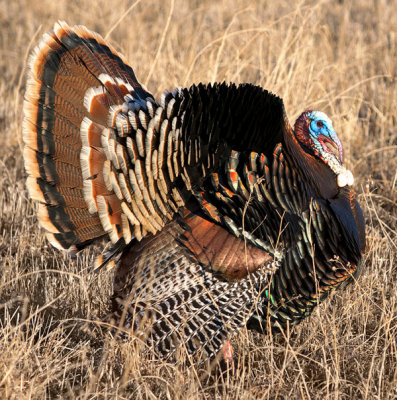 Gobble Gobble by Albert Yanowich Jr.