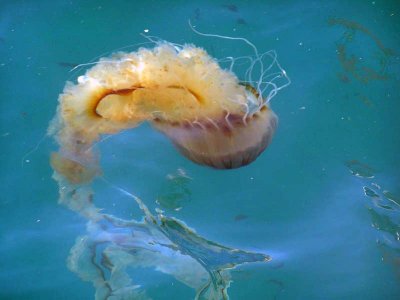 Jellyfish * by Doris Baillet