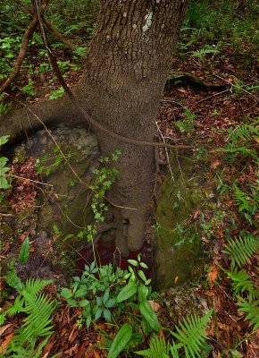 Don't Fall In by Warren Sarle
