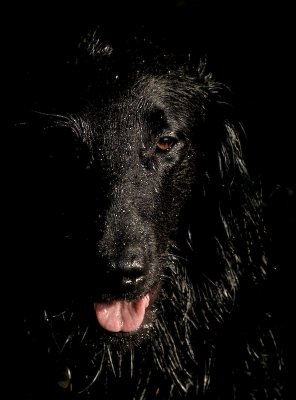 The Curious Incident of the Dog in the Nighttime
