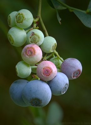 2nd placeBlueberries by Warren Sarle