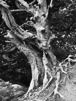 Tree and Root