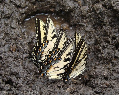 Tiger Swallowtails, The Barrow Farm, Tennessee