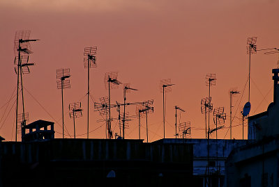 Urban Forrest