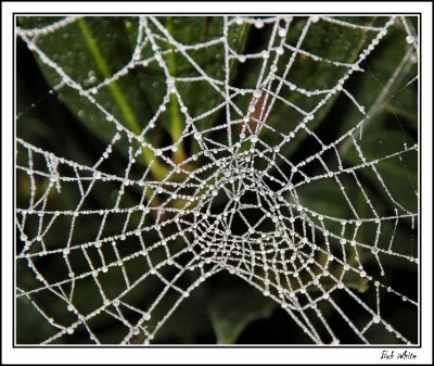 Frosty Cobweb