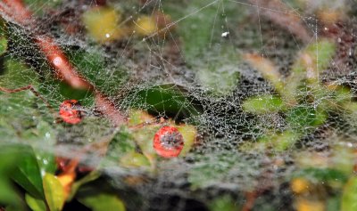 Cobweb