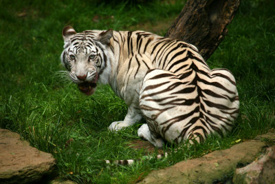Panthera tigris tigris