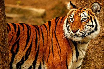 Panthera tigris tigris