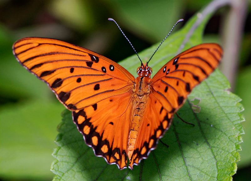 gulf fritillary 29