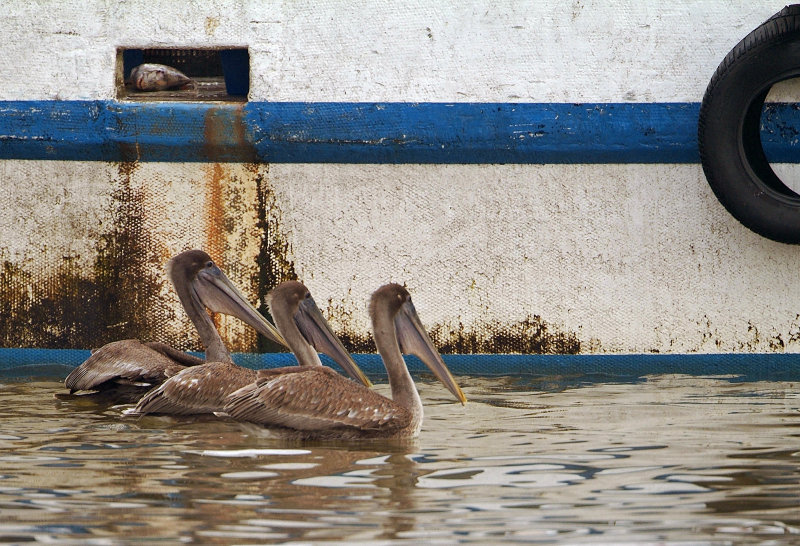 pelican trio 01