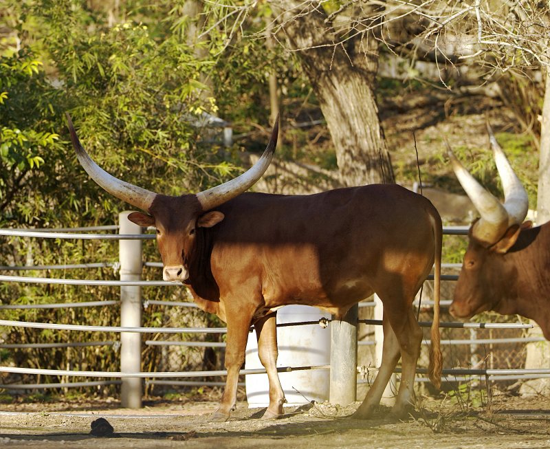 Ankole Cattle 01