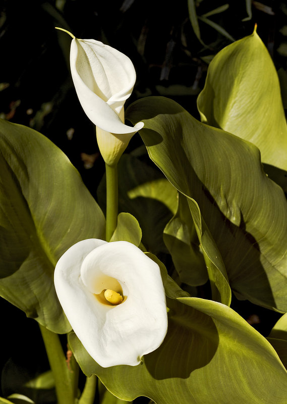 calla lily 03