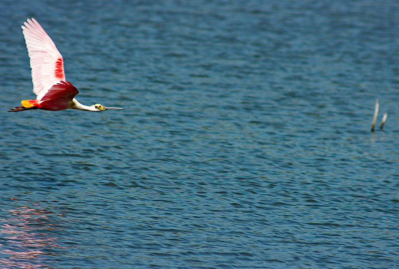 Roseate spoonbill 04