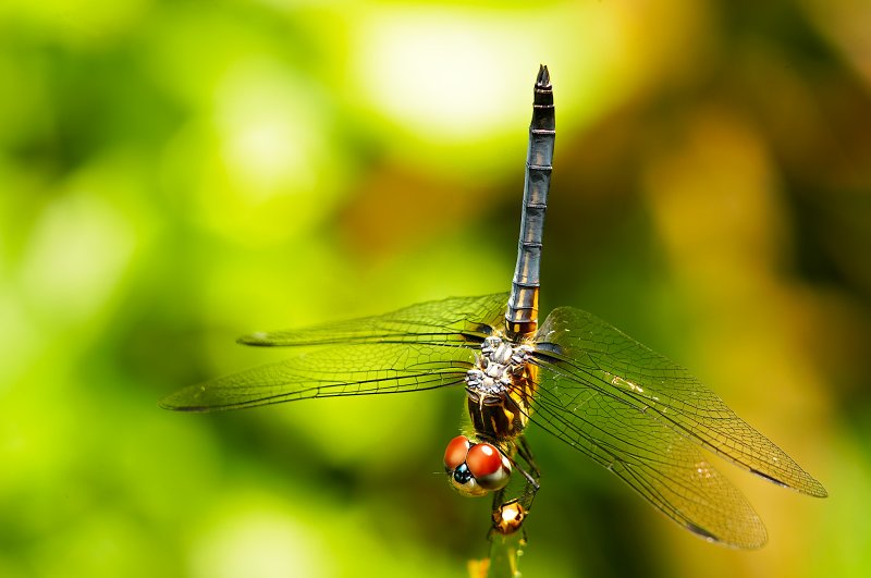 dragonfly bb 01