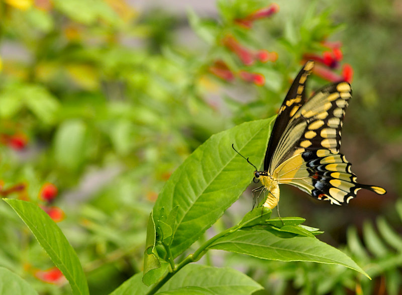 giant swallowtail 09