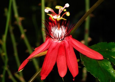 passion flower 02