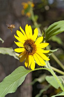 bee honing in on tall sunflower