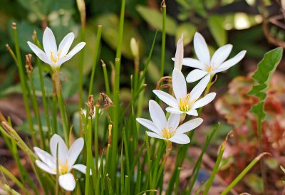 Zephyranthes mesochloa 01