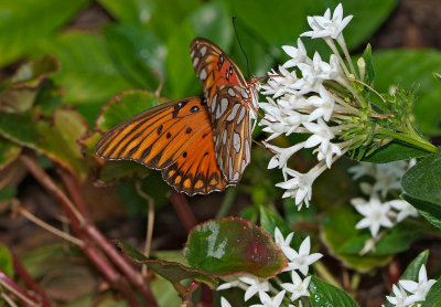 gulf fritillary 22