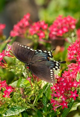 spicebush swallowtail 40