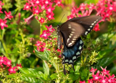 spicebush swallowtail 42