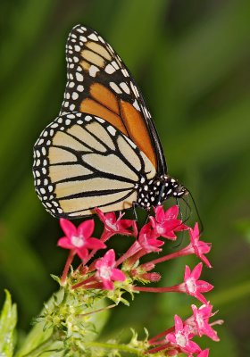 monarch butterfly 27