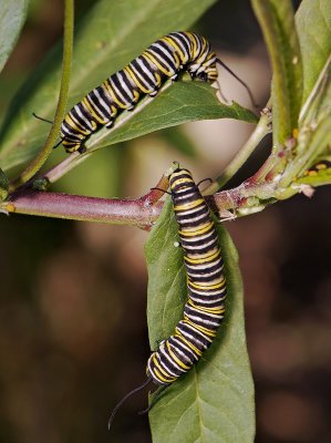 monarch caterpillars on lantana 01