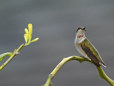 rubythroat hummingbird 72