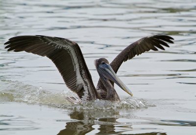 brown pelican 01