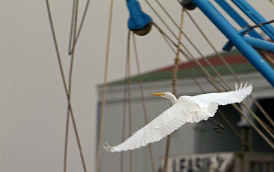 egret in flight 01