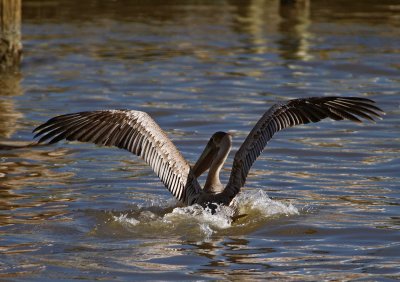 brown pelican 03