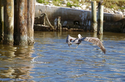 pelican taking off 02