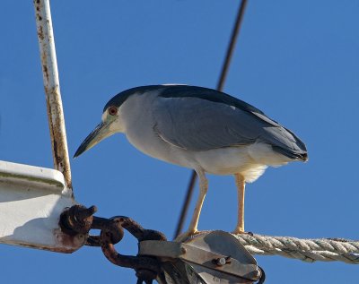 Black-crowned Night-heron 01