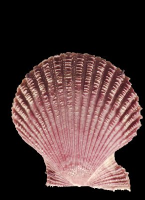 noble scallop 01