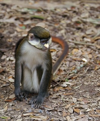 Red Tailed Guenon 02