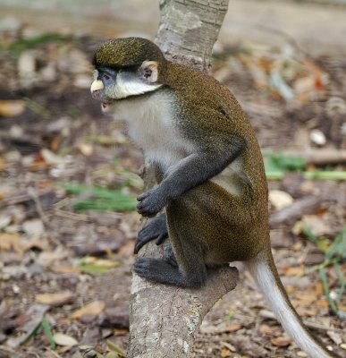 Red Tailed Guenon 03